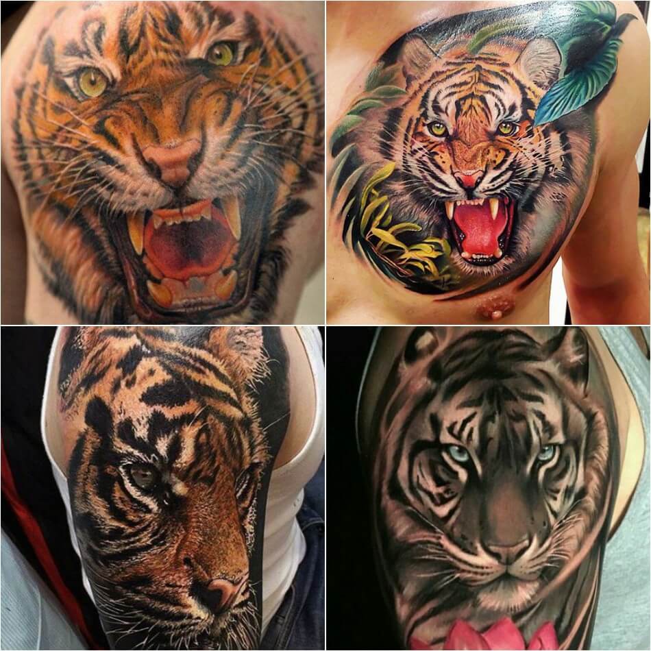 Тату тигр - Тату тигр реализм - татуировка тигр реализм 